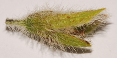 Psoralea curtisiae