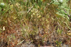 Castilleja victoriae