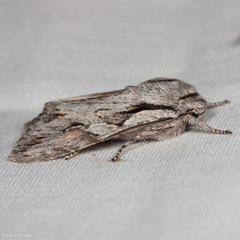 Egira crucialis