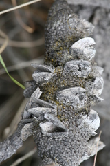 Banksia attenuata