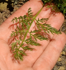 Lomatium grayi