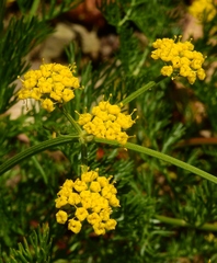 Lomatium grayi
