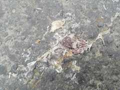 Ceratophrys stolzmanni