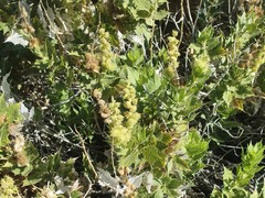 Ambrosia ilicifolia