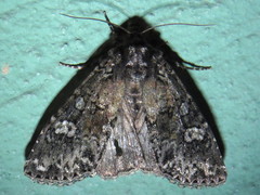 Melanchra adjuncta