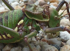 Neocallicrania serrata