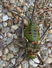 Neocallicrania serrata