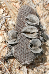Banksia attenuata