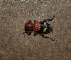 Enoclerus lunatus