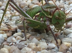 Neocallicrania serrata