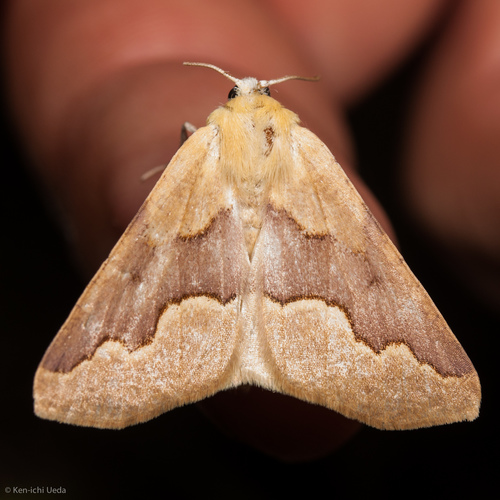 Sabulodes spoliata (Grossbeck, 1908)