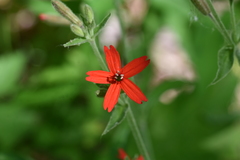 Silene virginica