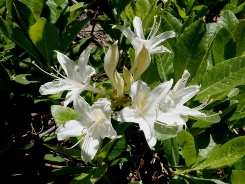 Rhododendron occidentale
