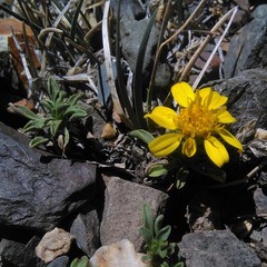 Gutierrezia baccharoides