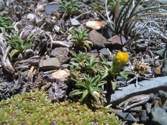 Gutierrezia baccharoides