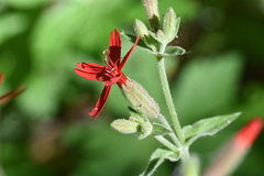 Silene virginica