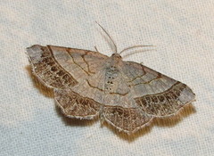 Eumacaria madopata