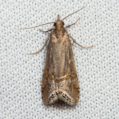 Euchromius