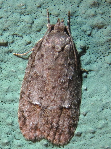 Bog Bibarrambla Moth photo 4