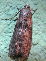 Sciota subcaesiella