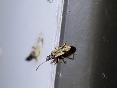 Pseudopachybrachius vinctus