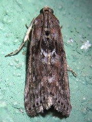 Sciota subcaesiella