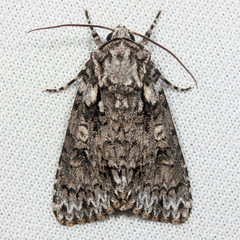 Acronicta marmorata