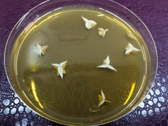Saccharomyces cerevisiae