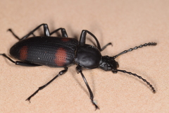 Zophobas quadrimaculatus