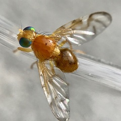 Trypetinae