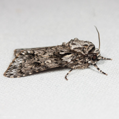 Acronicta marmorata