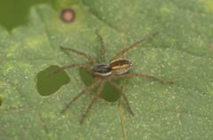 Diapontia uruguayensis