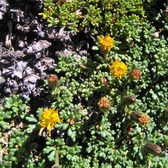 Senecio trifidus
