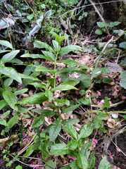 Aloysia citrodora