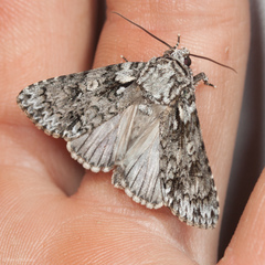 Acronicta marmorata