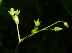 Stellaria umbellata