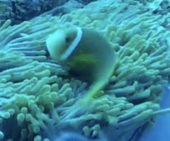 Amphiprion nigripes