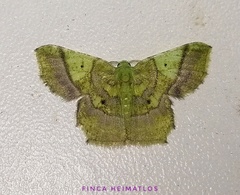 Neagathia corruptata