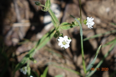 Pseudostellaria