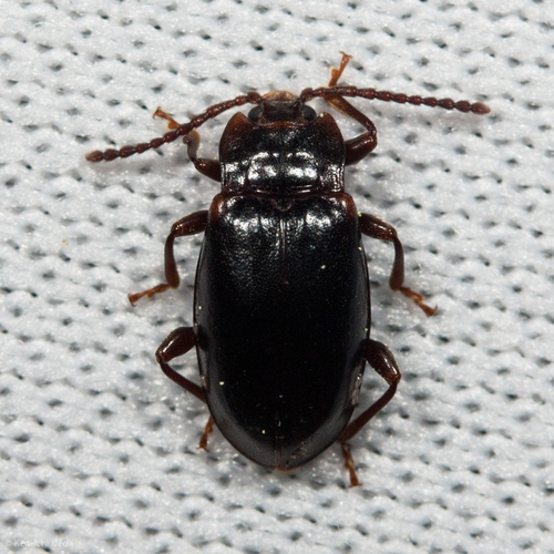 Aphorista morosa (LeConte, 1859)