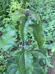 Magnoliopsida