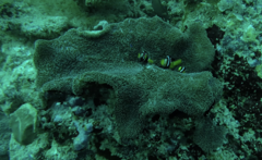 Stichodactyla mertensii