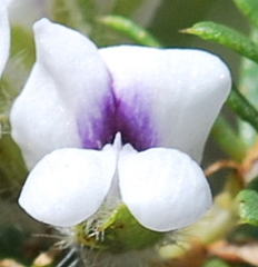 Psoralea curtisiae