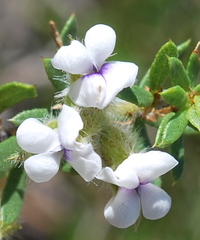 Psoralea curtisiae