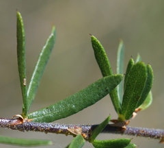 Psoralea curtisiae
