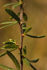 Psoralea curtisiae