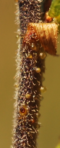 Image of Psoralea curtisiae by (c) Charles Stirton, some rights reserved (CC BY-SA)