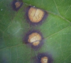 Sphaerulina westendorpii