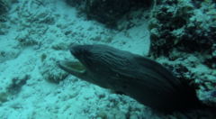 Gymnothorax javanicus
