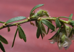 Psoralea curtisiae